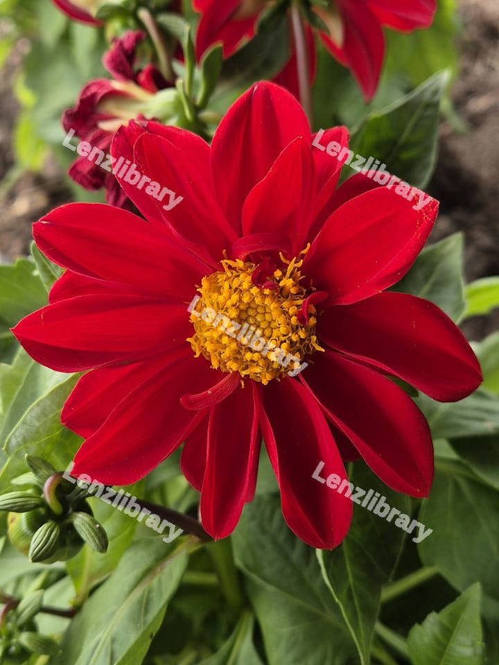 Tropical Red flower